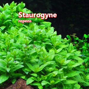 Staurogyne repens